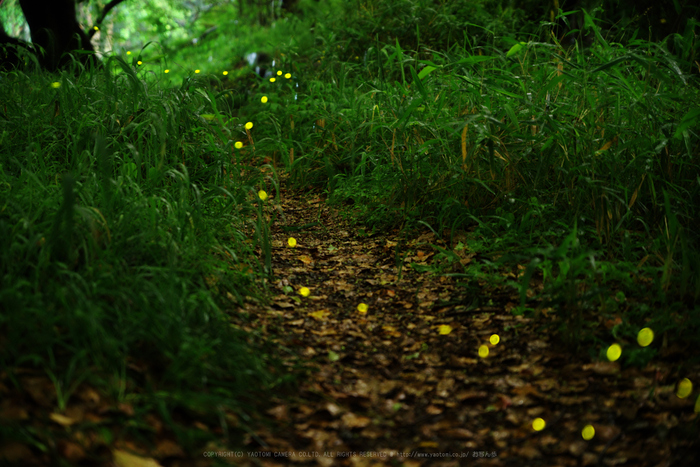 お写ん歩: HD PENTAX-D FA 15-30mm F2.8 ED SDM WRアーカイブ